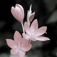 обложка сквада «Flowers team»