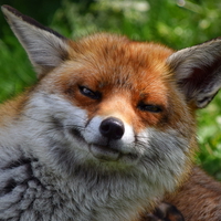 обложка сквада «FoxDertSix»