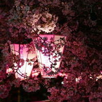 обложка сквада «Sakura Scans»